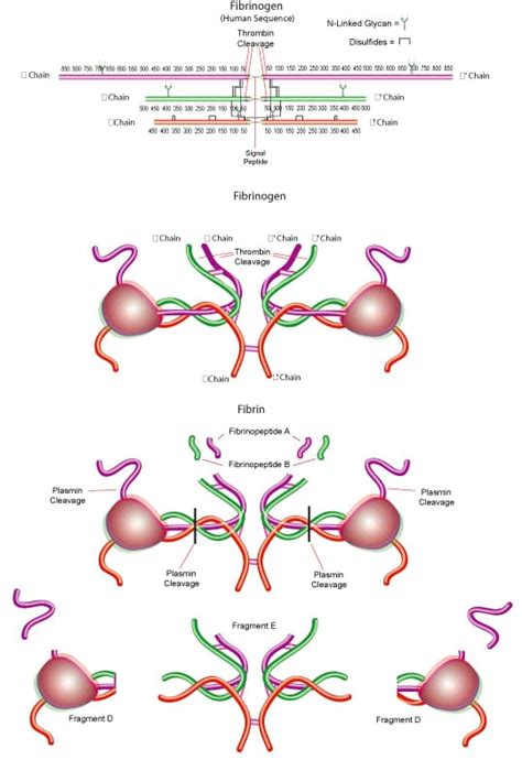 Fibrinogen Fibrin