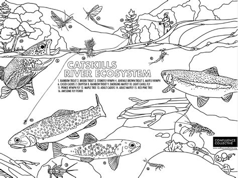 Trout Fishing Coloring Pages