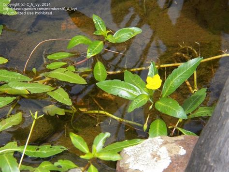 Plantfiles Pictures Ludwigia Species Clove Strip Creeping Water