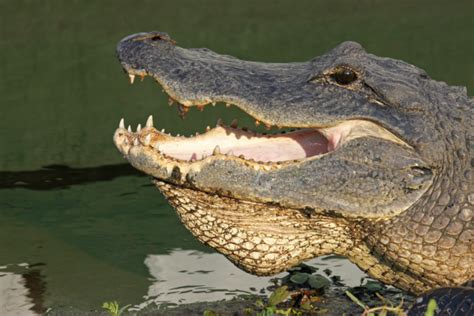 5 Places In Florida To View Alligators In Their Natural Habitat