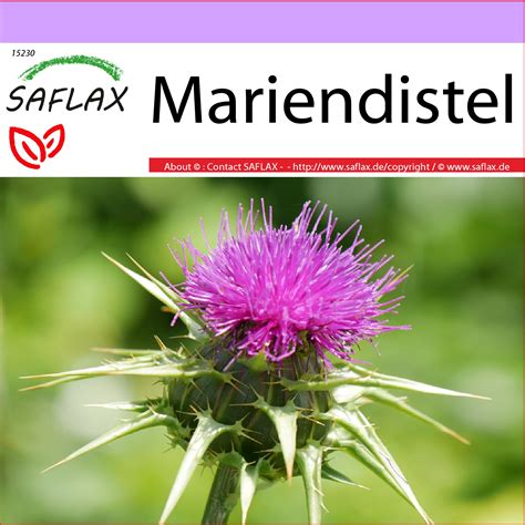 Saflax Heilpflanzen Mariendistel Kaufland De