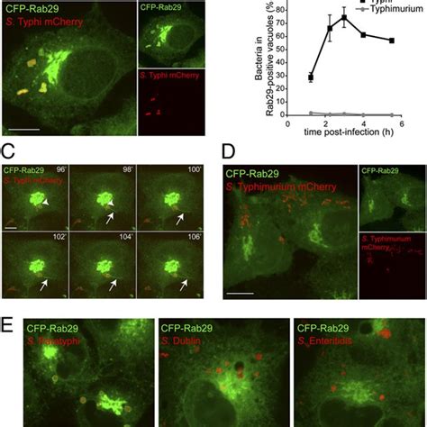 Recruitment Of Rab29 To Salmonella Containing Vacuoles Henle 407 A Download Scientific