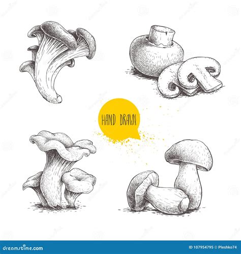 Hand Drawn Sketch Style Mushrooms Compositions Set Champignon With