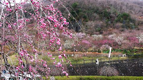 Explore Japan from Kanagawa: Yugawara Plum Orchard by Kwan