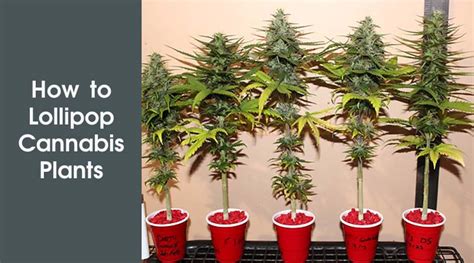 How To Lollipop Cannabis Plants In Three Easy Steps Buds