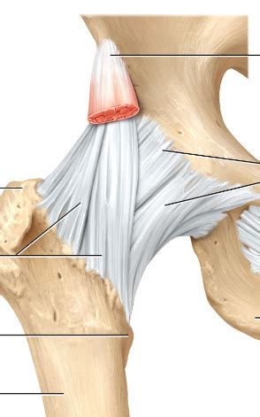 Hip Joint - Ligaments (Anterior View) Diagram | Quizlet