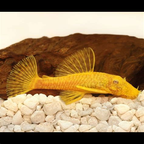 Albino Bristlenose Pleco Breeding