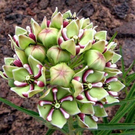 Milkweed Spider Lia S Garden At Commonwealth