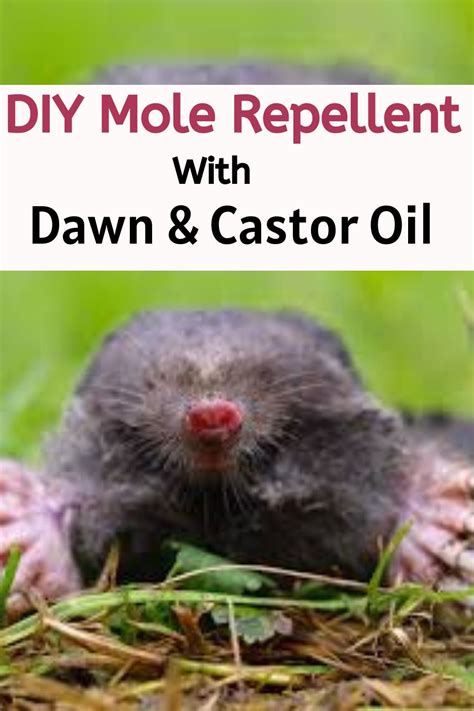 How To Repel Moles With Castor Oil And Dawn Mole Repellent Lawn Care Tips Moles In Yard