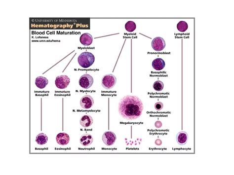 PPT - Granulopoiesis PowerPoint Presentation, free download - ID:5649318