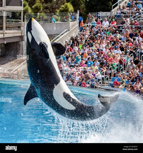 Killer Whale Orca Jumping From The Water At Sea World As The Crowd