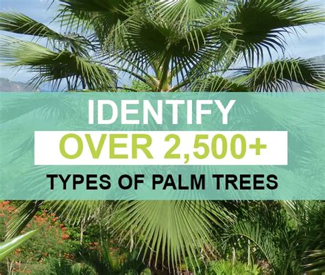 palm-tree-identification1 | Florida Palm Trees