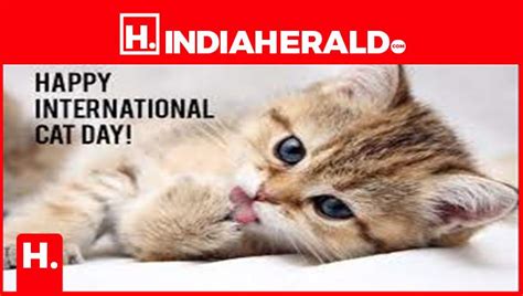 History Of International Cat Day Things To Know