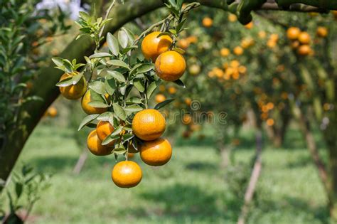 Świeża Pomarańcze Na Roślinie Pomarańczowy Drzewo Zdjęcie Stock