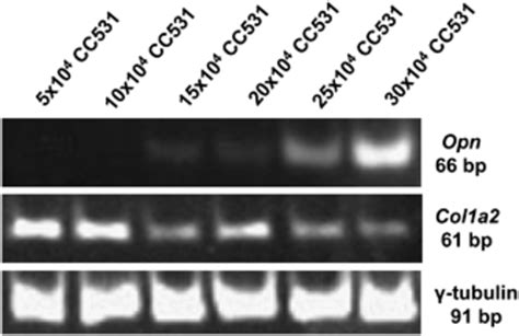 Expression Of Osteopontin Opn MRNA In Increasingly Confluent CC531