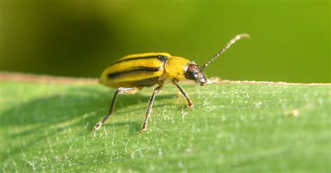 Managing Insect Resistance In Common Crops Ifas Blog