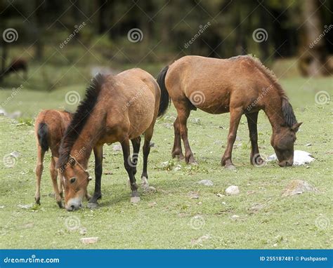 Wild Horses in Natural Habitat Stock Image - Image of horse, prairie ...