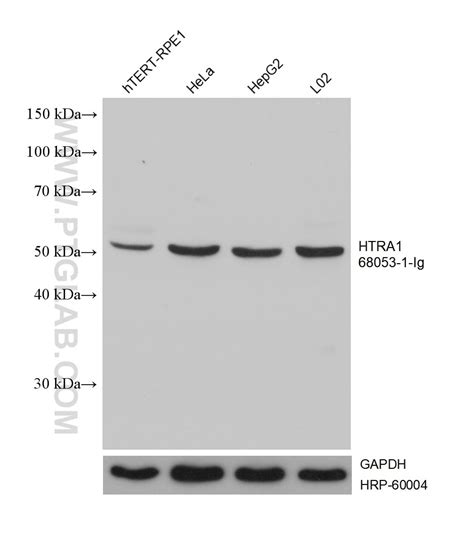 Htra Antibody Ig Proteintech