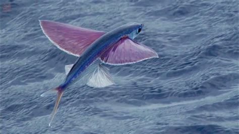 Increible Pez Volador Flying Fish Exocoetidae Youtube