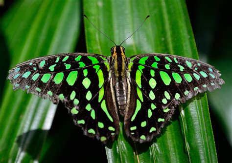 Free Images Nature Wing Leaf Flower Wildlife Pattern Black