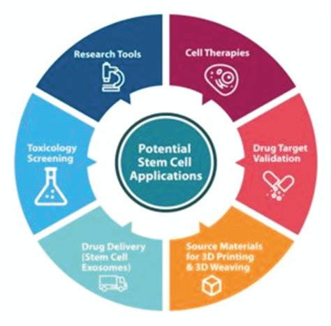 Stem Cell Therapy Current Affairs Editorial Notes By Vajiraoias