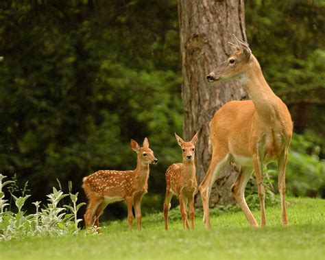 How To Deter Deer Deer Doe Deer Whitetail Deer