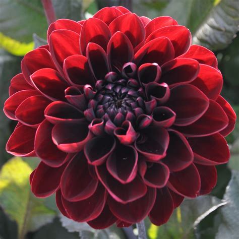 Dahlia Manoa Rose Cottage Plants