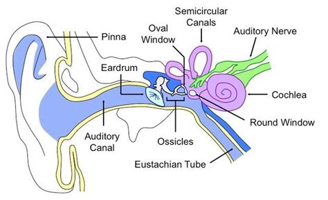 Ear Anatomy Diagram Labeled