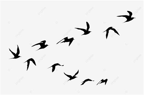 Flying Birds In V Shape Birds Flying Birds V Shape PNG Transparent