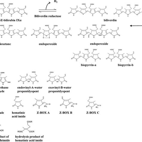 Neonatal bilirubin metabolism. The perinatal metabolism of bilirubin is ...