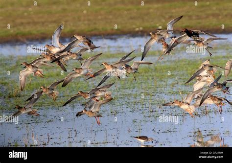 Large Group Of Male And Female European Ruffs Philomachus Pugnax In