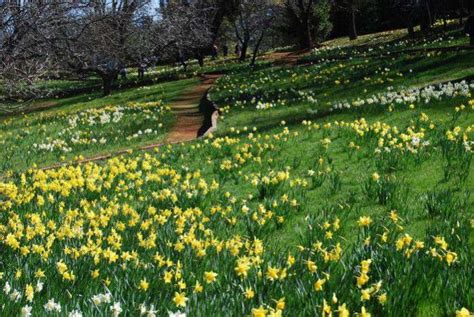 Volcano, California: Daffodil Hill photo, picture, image