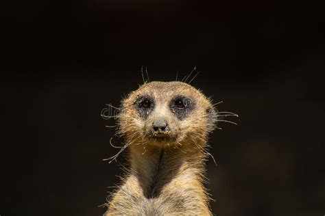 Cute little meerkat stock photo. Image of meerkat, little - 133060312