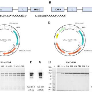 The Expression Of Hm Hsa Fusion Proteins A C Design And