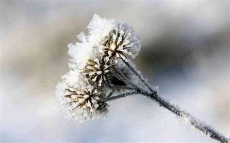 Wallpaper Burdock Prickles Snow Hoarfrost Winter Frost X