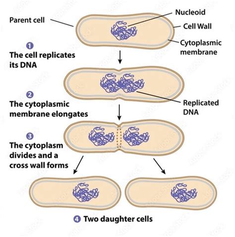 Biology Test A Flashcards Quizlet