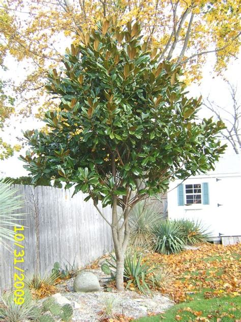 Magnolia Grandiflora Edith Bogue New England Exotic Plants Plant