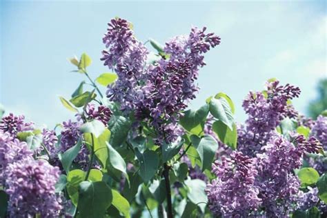 List Of Stunning Flowering Shrubs