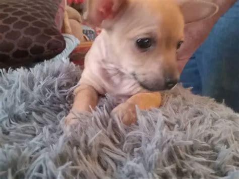 2 deer head Chihuahua babies in Hattiesburg - Puppies for Sale Near Me