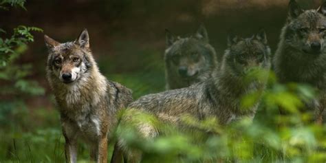 W Lfe Ammergauer Alpen Wolfsrudel Bayern Alpin De