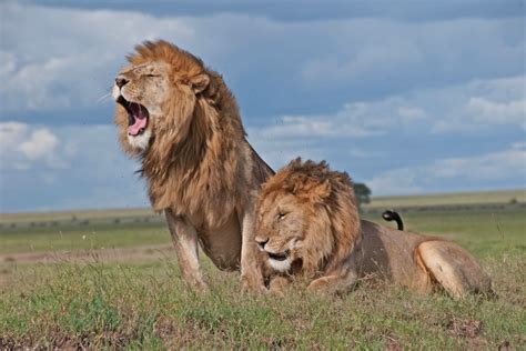 Why is Maasai Mara Important ? Reasons to Visit Masai Mara in Kenya