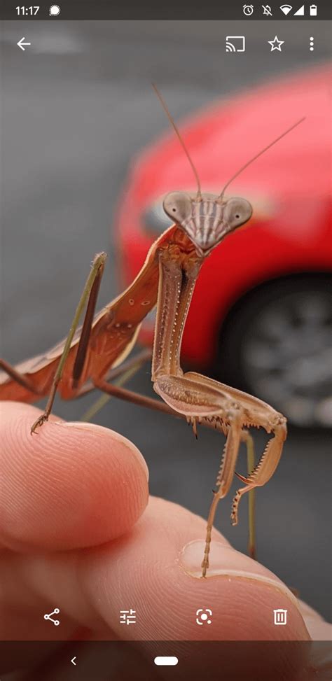 I Think John S Antennae Got Shorter Left Pic Yesterday Right Pic Just Now R Mantids