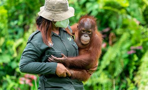 Orangutan Or Id Urlscan Io