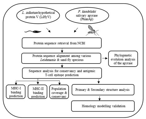 Schematic Representation Of The Immunoinformatics Predictions Conserved