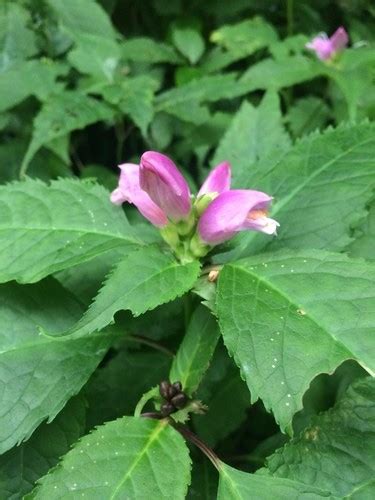 How To Identify Pink Turtlehead Chelone Lyonii