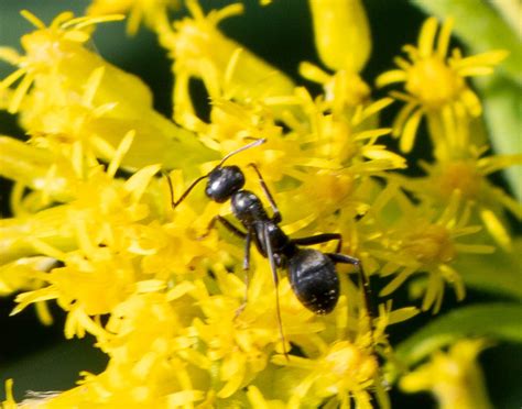 Silky Field Ant From Warren County IL USA On September 16 2022 At 12