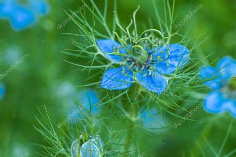 Nigella Damascena Amor En Una Niebla O Diablo En El Monte Flores