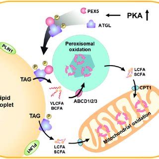 Schematic Model Of Pex Dependent Translocation Of Atgl And Peroxisome