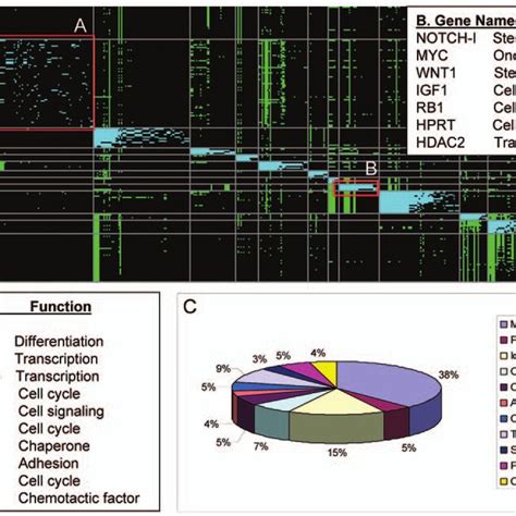 David Analysis Of Genome Wide Gene Expression Profiling Of Csc Enriched