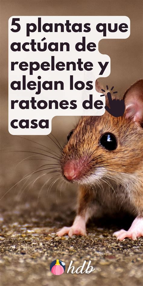 Plantas Que Act An De Repelente Y Alejan Los Ratones De Casa Ratas